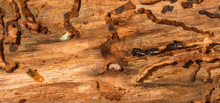 Does Homeowners Insurance Cover Termite Damage? What Homeowners Should Know